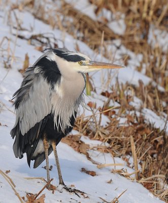 Blauwe reiger -Grey Heron