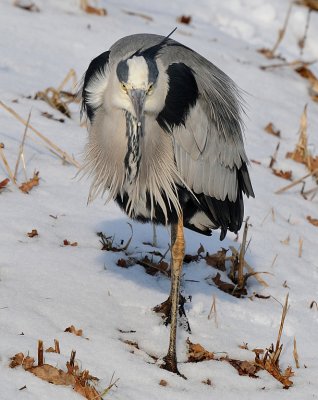 Blauwe reiger -Grey Heron