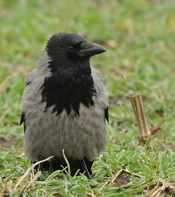 Bonte kraai-Carrion Crow
