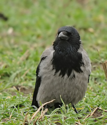 Bonte kraai-Carrion Crow