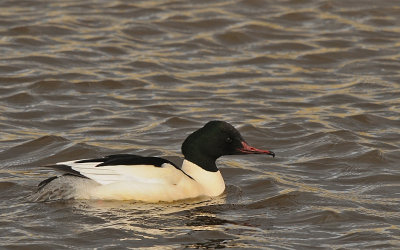 Grote zaagbek-Goosander