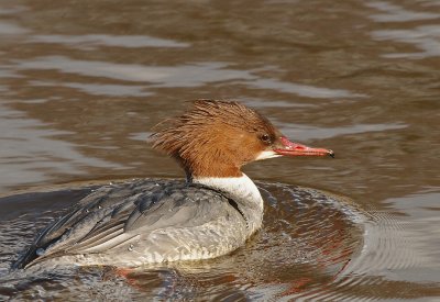 Grote zaagbek-Goosander