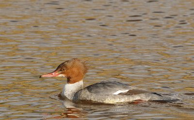 Grote zaagbek-Goosander