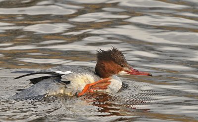 Grote zaagbek-Goosander