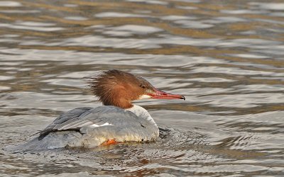 Grote zaagbek-Goosander
