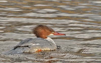 Grote zaagbek-Goosander