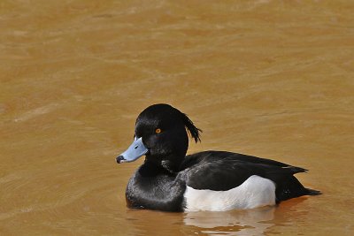 Kuifeend.-Tufted Duck