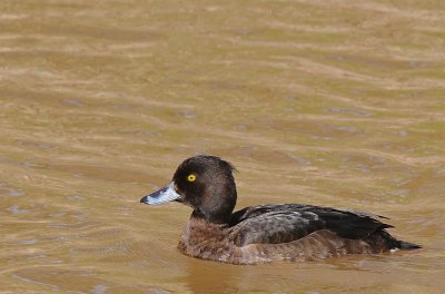 Kuifeend.-Tufted Duck