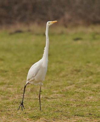 Grote zilverreiger-Great White Egret
