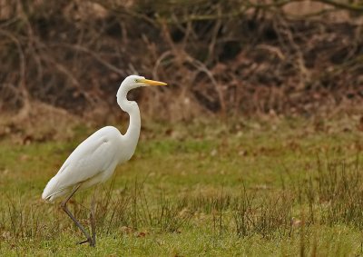 Grote zilverreiger-Great White Egret