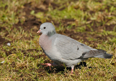 Holenduif-Stock Dove