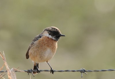 Roodborsttapuit-Common Stonechat