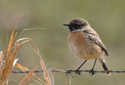 Roodborsttapuit-Common Stonechat