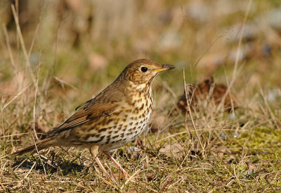 Zanglijster-Song Thrush