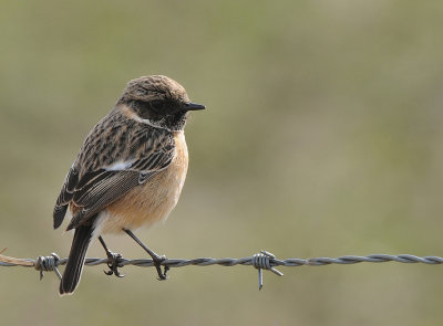 Roodborsttapuit-Common Stonechat