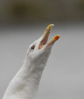 Grote mantelmeeuw-Great Black-backed Gull