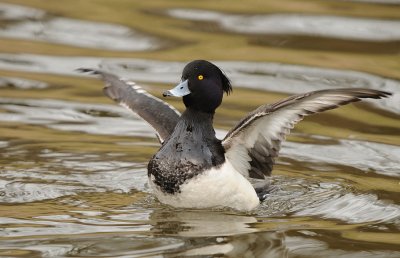 Kuifeend.-Tufted Duck