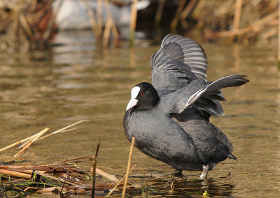 Meerkoet -Common Coot