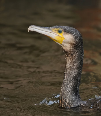 Aalscholver -Great Cormorant