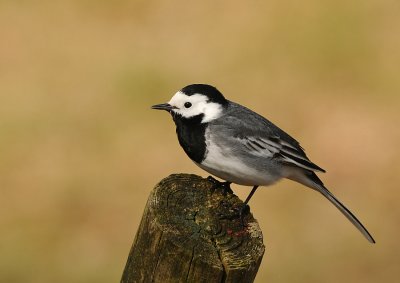 Witte kwikstaart -Pied Wagtail