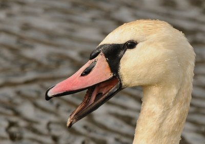 Knobbelzwaan -Mute Swan
