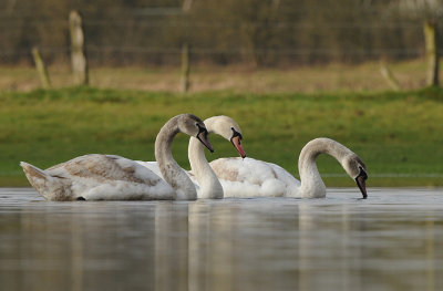 Knobbelzwaan -Mute Swan