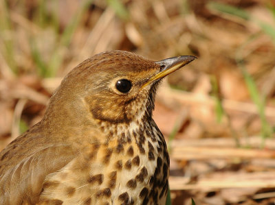 Zanglijster-Song Thrush