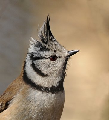 Kuifmees -Crested Tit