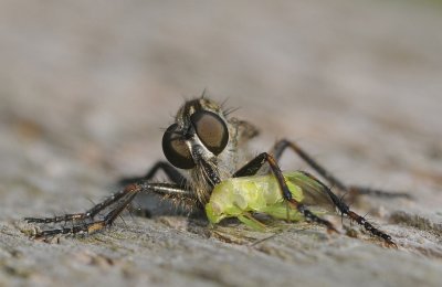 Geelbaardroofvlieg