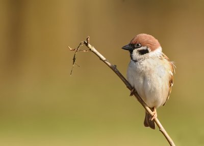 Ringmus -Tree Sparrow