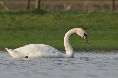 Knobbelzwaan -Mute Swan