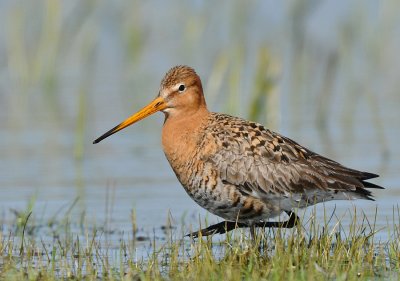 Grutto-Black-tailed Godwit