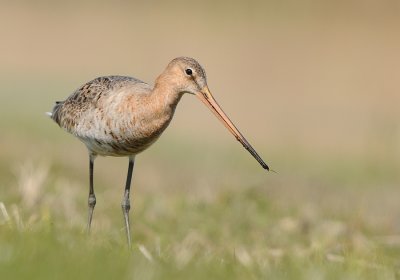 Grutto-Black-tailed Godwit