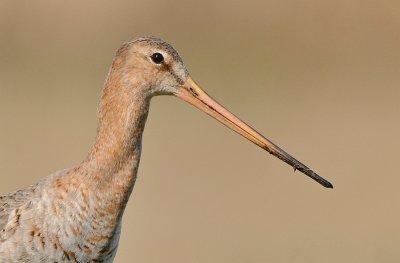 Grutto-Black-tailed Godwit