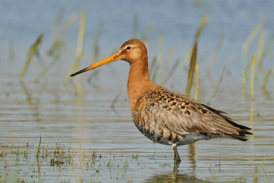 Grutto-Black-tailed Godwit