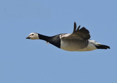 Brandgans- Barnacle Goose