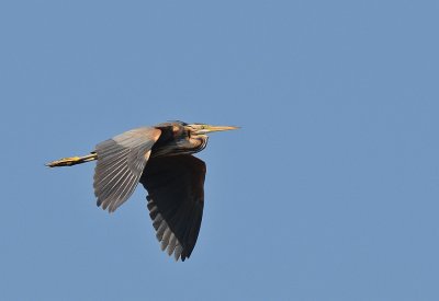 Purperreiger-Purple Heron