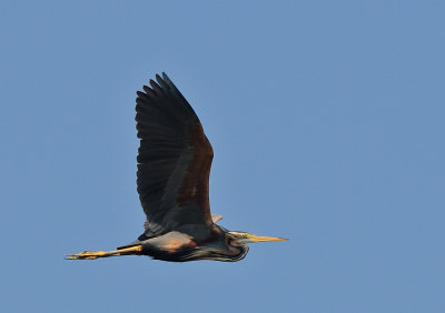 Purperreiger-Purple Heron