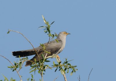 Koekoek-Common Cuckoo