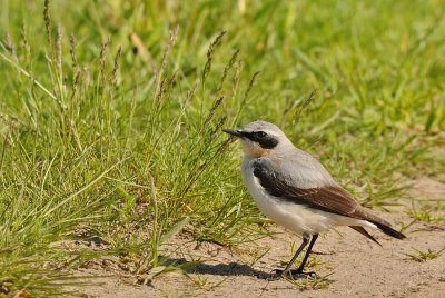 Tapuit -Northern Wheatear