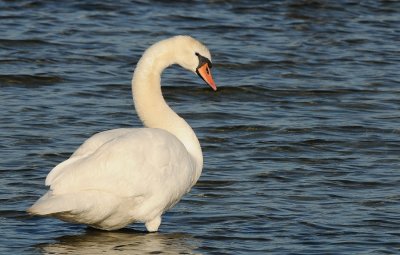 Knobbelzwaan -Mute Swan