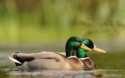 Wilde eend-Mallard