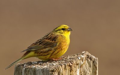 Geelgors -Yellowhammer