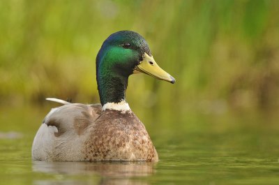 Wilde eend-Mallard