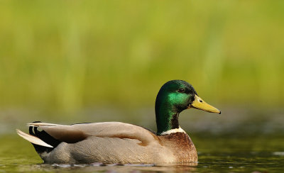 Wilde eend-Mallard