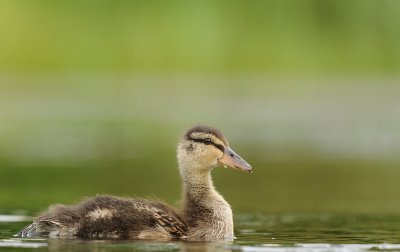 Wilde eend-Mallard