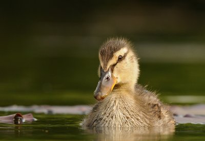 Wilde eend-Mallard