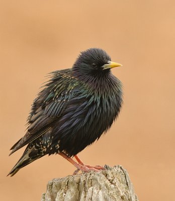 Spreeuw-Common Starling