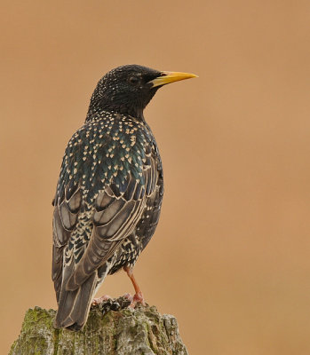 Spreeuw-Common Starling