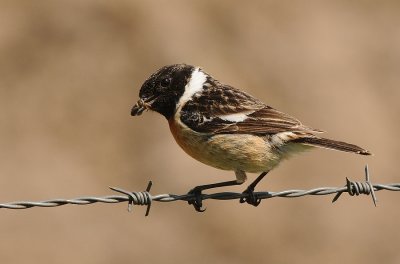 Roodborsttapuit-Common Stonechat